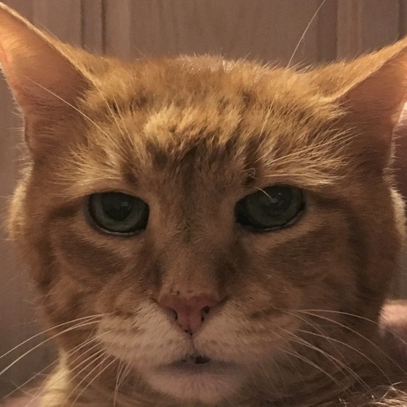 Meet your Posher, Jeanne - Picture 2 of 2